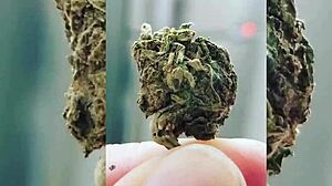 In quarantine, the orgy unfolds with pornstars