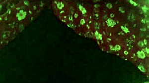 Bajo falda de mi vecina y terminamos cogiendo