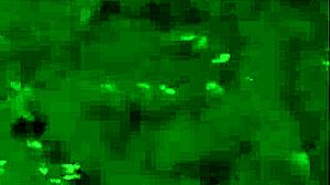 tranny chloe star1 shines in amateur compilation