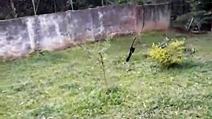 vagninho e anny fernandez, delicia essa gata dando ao ar livre no sitio! 😍