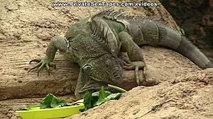 Amateur Anal Action After Hot Lingerie Show Scene