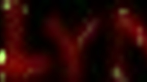 fetish fenix rainwear whore