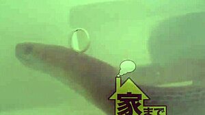 Full Version of 277dcv-161 Available Now