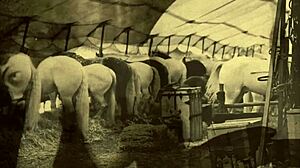 Ne morem verjeti teh retro spovedi z živalskimi fantazijami