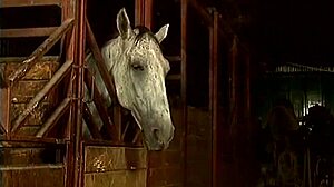 i'm a german teen who loves masturbating with big dildos every day