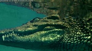 The story of a sexy girl in a bikini by the croc.