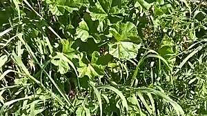 gretala gets excited in the meadow cave and squirts hard