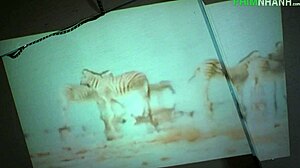 与韩国美女的狂野POV激烈场景！