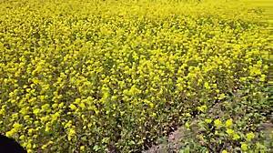 Beautiful pov outdoor blowjob from chubby cutie with big tits and juicy nipples playing with cum