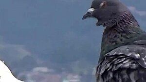 I love big booty twerking so thick