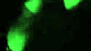 Sexy mini skirt pussy and panties flashing before risky blowjob. Outdoor brunette teen 18+ cum in mouth.