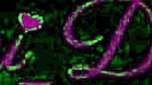 i fuck nini divine's huge ass in sexy swimsuit french amateur