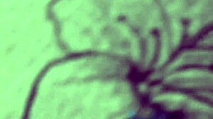 super hot venus vixen in pigtails enjoys sucking and riding with hairy pussy