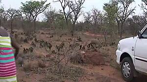 Wild African Safari Turns Into Steamy Sex Orgy