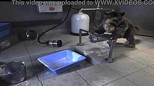 马匹合辑展示狂野机器行动，粉丝惊艳细节