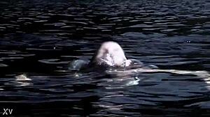 Supernatural sexy bikini girl swimming in the pool!