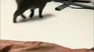 Compilation of crazy prostitutes selfie vids and hardcore fuck