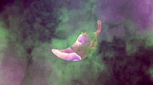 Latina gives ass as birthday gift to Francesco