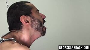 chubby bear pounds hairy bottom lover in raw hardcore action! 🐻