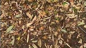 outdoor walk with wife flashing, turns into public fucking.