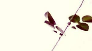 i love watchin overwatch mercy beauty queen have romantic sexs