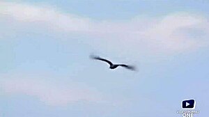 Dolly Golden, blonde with big boobs, takes anal from friend's husband.