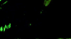 steph was giving me head in this amateur blowjob video, it was so casual