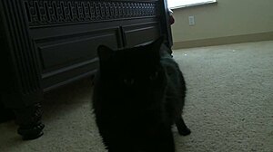 Nicole Ray Rests Ass on April ONeil’s Tits for Deep Action