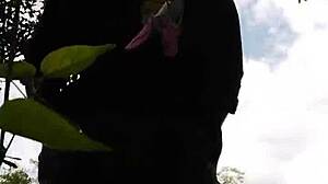 Novinha from Curitiba exposes herself outdoors for guys