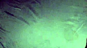 The Rich Little Fox Is Here