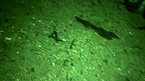 Big ass horny Latina fucks in public park