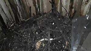 Village girl relaxes in a cold barn