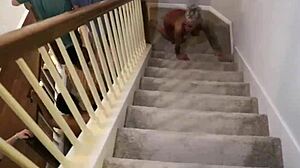 girls night out with piper and candy in double milf gangbang