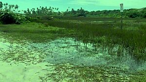 lost video of young teens having an orgy in the woods