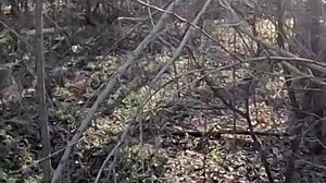 I would like to go shopping with you, and in the end, I will be very grateful to you.