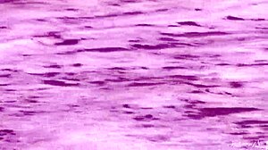 Gorgeous Teen Agnes Bathes Naked In Ocean