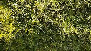 I masturbate my pussy during lunch break