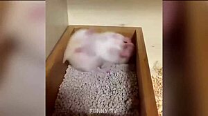 Sexy Man With Big Cock Gets Fucked Hard