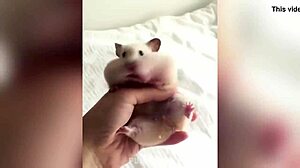 Sexy Man With Big Cock Gets Fucked Hard