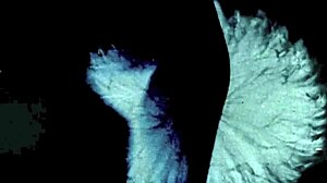 beauty beast vintage