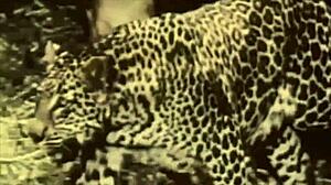 beauty beast vintage