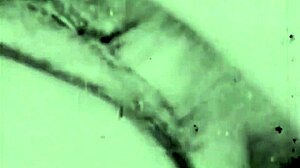 Two Centuries Vintage