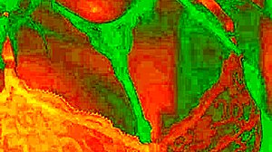 Exotic pussy licked pleasure