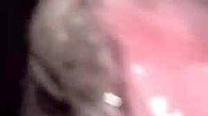 Festival Celebration