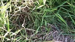 Wild Outdoor Encounter