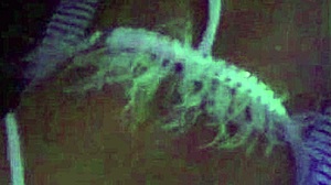 Hotellknull i sexig lingeri