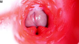 Internal Pussy Camera