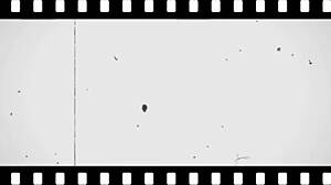 Midnight African Pound