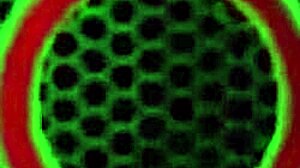 Julia Ann Masturbates