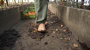 barefoot tomato squish